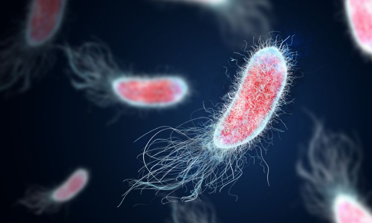 Vi khuẩn E.coli nguyên nhân hàng đầu gây bệnh viêm nhiễm hệ tiết niệu